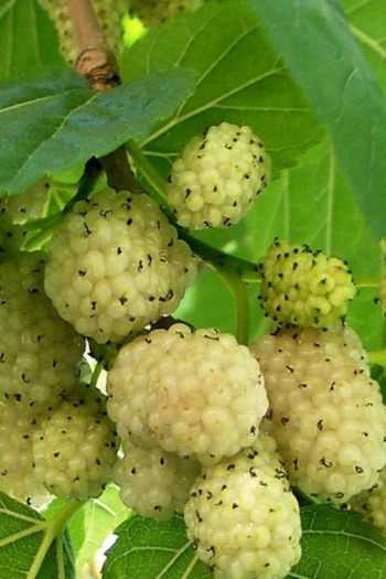 Шовковиця біла Медова | Шелковица белая Медовая | Morus alba Bila Medova